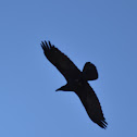 Common Raven
