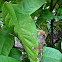 Common Tailorbird's nest
