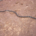 bushmaster