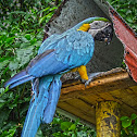 Guacamaya