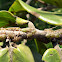 Treehopper nymphs