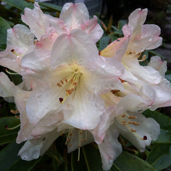 Spotting Image 1