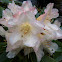 rhododendron