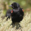 Red-winged Blackbird