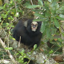 Buffy-tufted-ear marmoset