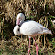 Chilean Flamingo