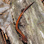 Northern red-backed salamander