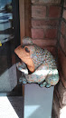Sedona, AZ: Warted Frog