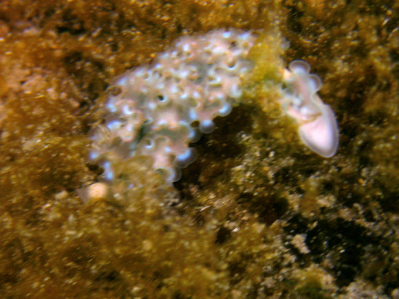 Spotting Image 1