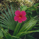 Shoe Flower