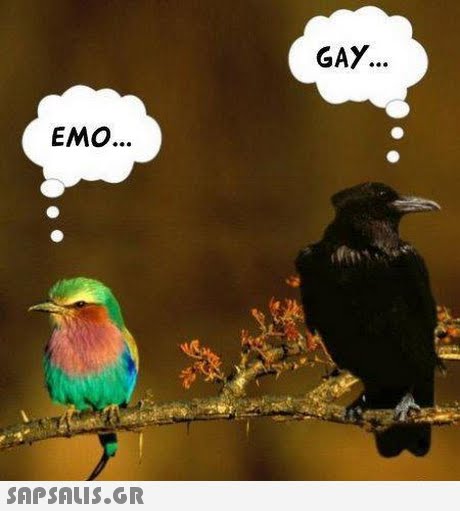GAY... EMO 