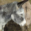 Burro
