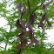 acacia