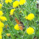 Eastern Comma Butterfly