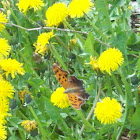 Eastern Comma Butterfly
