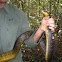 Yellowtail Cribo