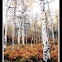 Quaking Aspen