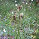 Cinnabar Moth Caterpillar on Ragwort