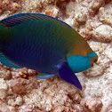 Ember Parrotfish