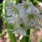 White bell flowers?