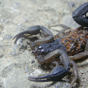 Scorpion