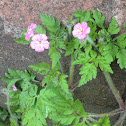 Herb Robert