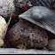 Southern Toad