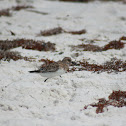 Solitary Sandpiper