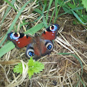 European Peacock