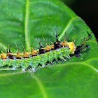 Common Castor