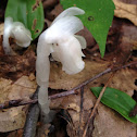 Indian Pipe