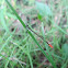 Orange tailed damselfy