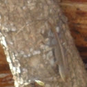 Green Anole