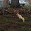 Albino Squirrel