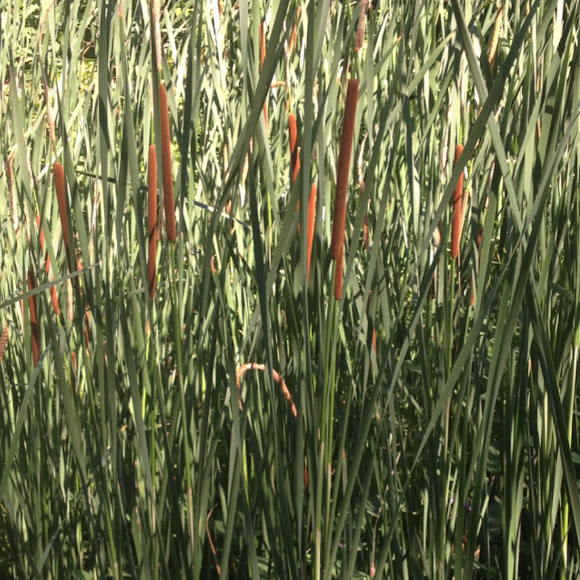 Spotting Image 1