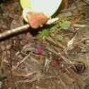 Box Elder Bug