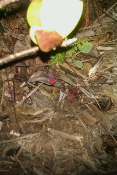 Spotting Image 1