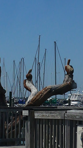 Driftwood Pelican Sculpture