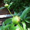 Ants on a peony bud