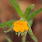 Hoary Puccoon