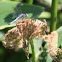 Blue Dasher