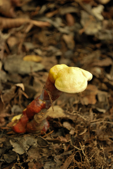 Spotting Image 1
