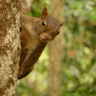 Brazilian Squirrel