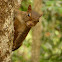 Brazilian Squirrel