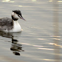 Great Crested Grebe