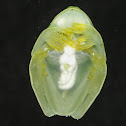 Glass Frog 