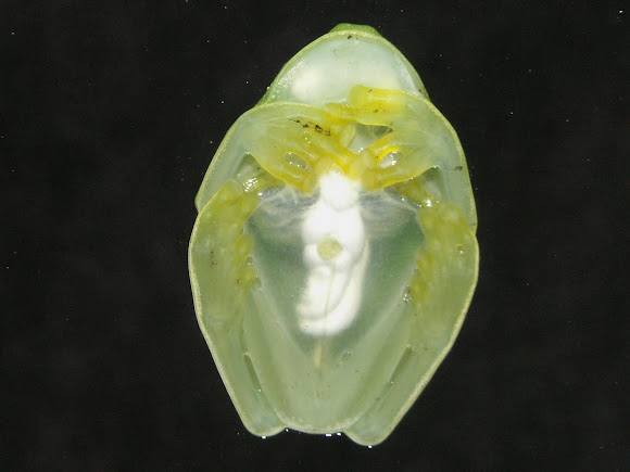 Spotting Image 1