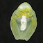 Glass Frog 