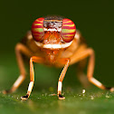 Signal Fly
