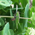 Assassin bug